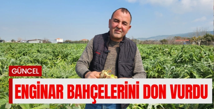 Enginar bahçelerini don vurdu