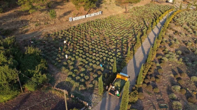 Lavanta kokusuyla uyanan gençler, toprağın sırlarını öğreniyor 3