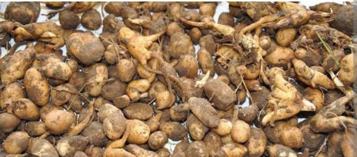 Buldanda salep toplayan kişiye 547 bin TL ceza uygulandı