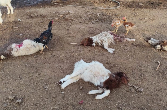 Şanlıurfada başıboş köpekler 33 kuzuyu telef etti
