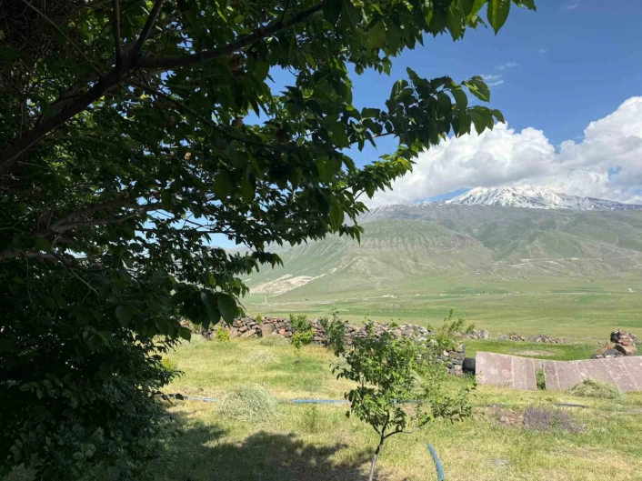 Iğdırda çorak arazi ağaçlarla yeşeriyor
