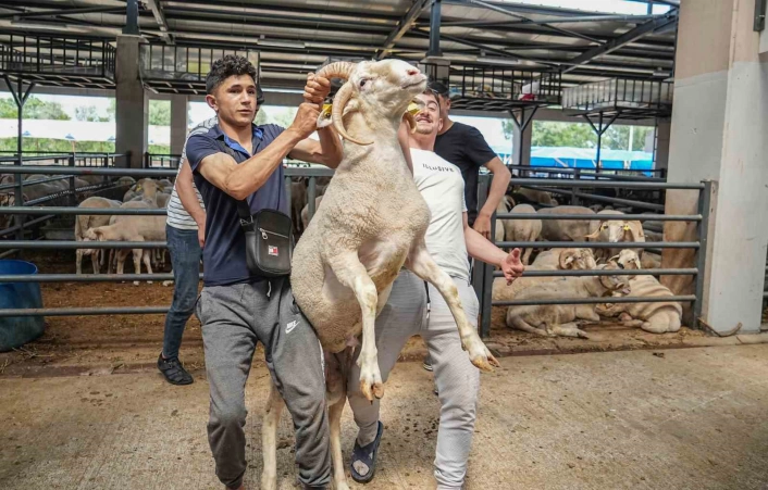 Kurban pazarının gözdesi...4 boynuzlu koçu görenler şaşırıyor
