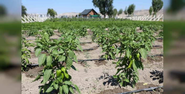 Ahmet Çolakbayrakdar: Ata Tohumlarımızı Yaşatıyor, Geleceğe Taşıyoruz