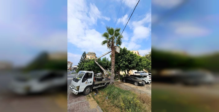 Alanya'da yangın önleme çalışması: Elektrik hatları güvenliğe alındı