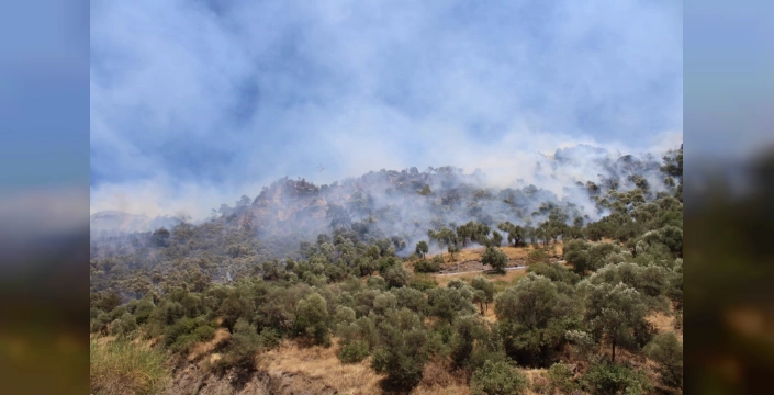 Aydın'da orman yangını: 7 hava aracı, 32 arazöz ve 244 personel müdahalede