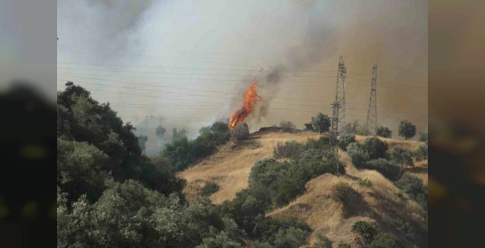 Aydın'da yangın kontrol altına alındı: Vali Canbolat'tan açıklama