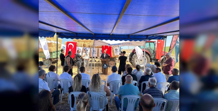 Bandırma'da nohut hasadı: Yerel üretim destekleniyor