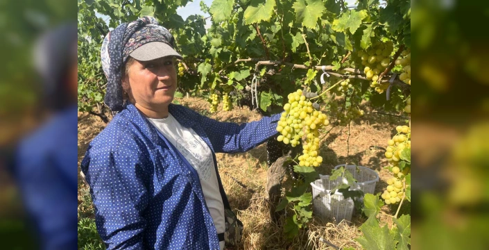 Buldan'da Süperior Üzüm Hasadı Başladı: Kilogramı 50-60 TL