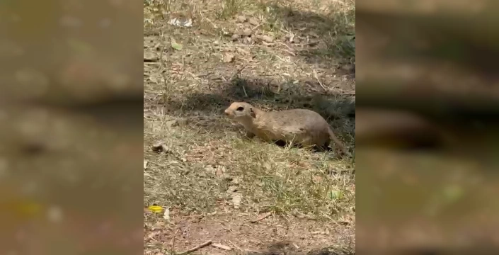 Demirözü'nde Anadolu yer sincabı yine kameralara yakalandı