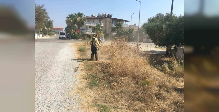 Didim'de yabani otlarla mücadele sürüyor