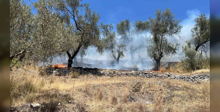 Edremit'te zeytinlik alanı yandı: İtfaiye ve iki yangın uçağı müdahale etti