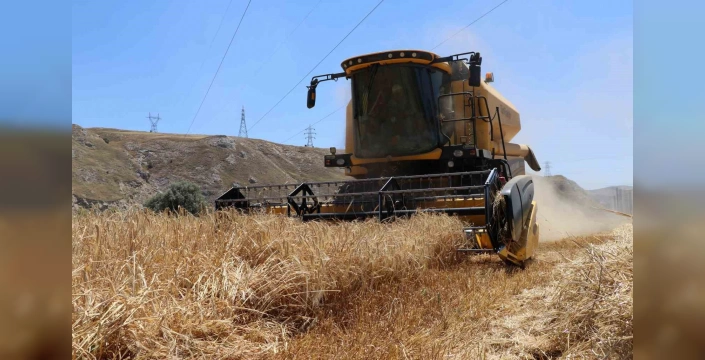 Erzincan'da hasat başladı: Rekor bekleniyor