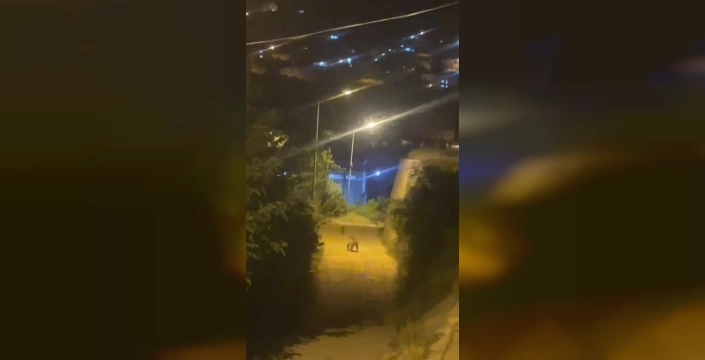 Gümüşhane'de ayı şehir merkezine indi