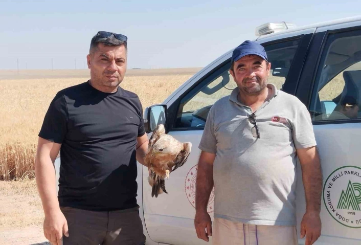 Karapınarda yaralı şahin koruma altına alındı