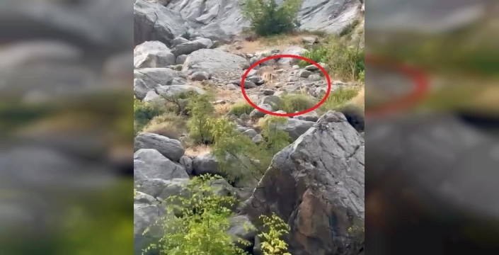 Kemaliye'de nadir görüntü: Nesli tükenme tehlikesi altındaki dağ keçisi anne ve yavrusu