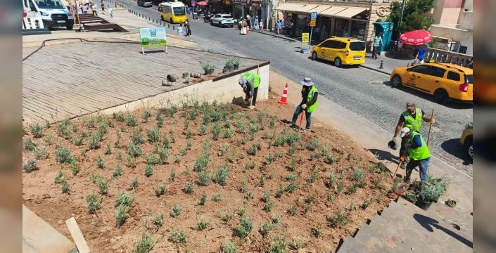 Mardin'de lavanta dikimi: Kent estetiği ve ekolojik katkı