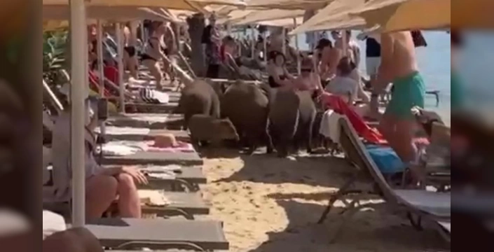 Marmaris'te domuz istilası: Turizm sezonunda tehlike çanları