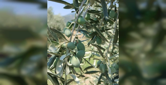 Menteşe'de zeytinlikler kontrol altında: Entegre mücadele çalışmaları devam ediyor