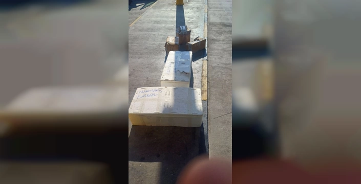 Muğla'da sahipsiz midyeler imha edildi