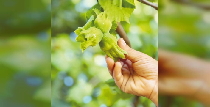 Ordu ve Giresun'da don hasarı: Fındık ihracatı düştü