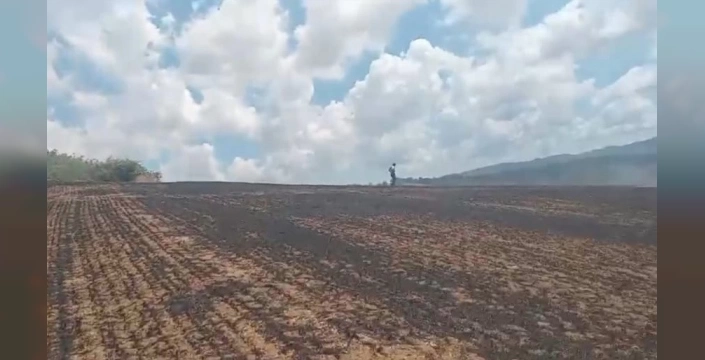 Samsun'da kartalın elektrik tellerine çarpmasıyla çıkan yangın kontrol altına alındı