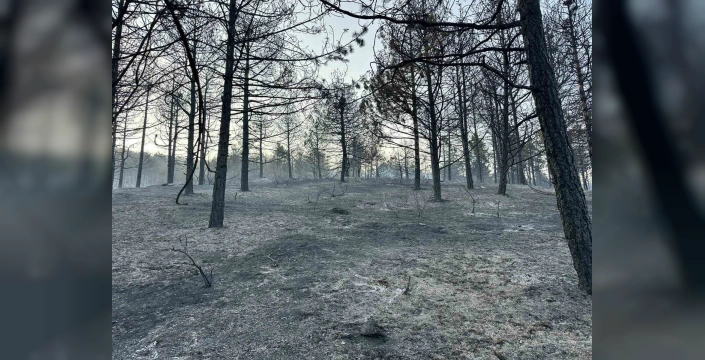 Uşak'taki orman yangını: 30 hektarlık alan zarar gördü