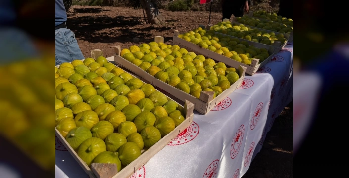 Vali Canbolat, Buharkent'te incir hasadına katıldı