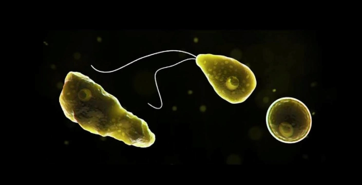 ABD'de 'beyin yiyen amip' nedeniyle ölüm