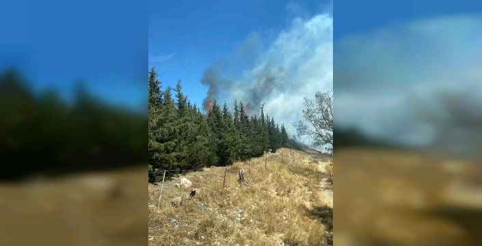 Aliağa'da orman yangını: Hızlı müdahaleyle kontrol altına alındı