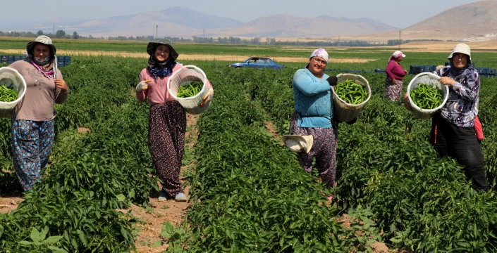Altıntaş Ovası'nda biber hasadı: 1000 ton hedefleniyor