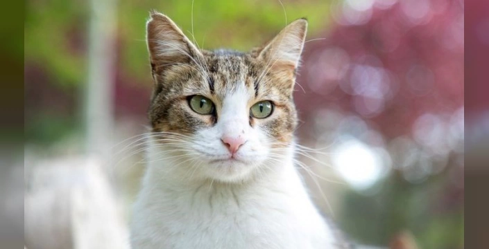 Alzheimer: Kedilerde de görülen hastalık insanlara ışık tutabilir