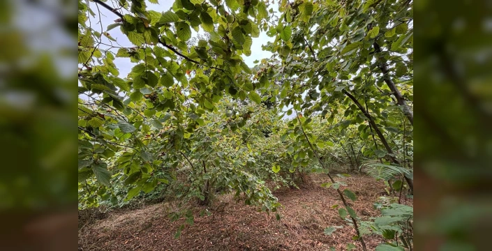 Arsin'de foşa fındığı hasadı başladı: AB tescili hedefleniyor
