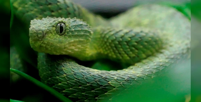 Avustralya'da oyuncak tren tünelinde zehirli yılan