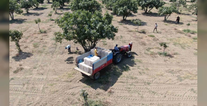 Aydın'da incir hasadı: Hırsızlar üreticinin kabusu