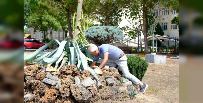 Balıkesir'de 20 yıl sonra açan 'Sabır Çiçeği' ömrünü tamamladı