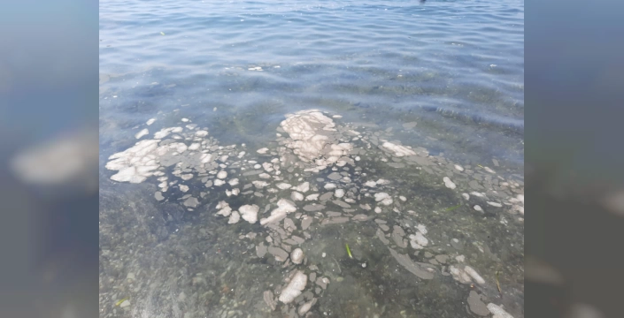 Bodrum'da denizde muslaj tespit edildi