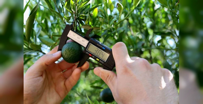 Bodrum'da erken hasat: Yeşil mandalinler satışa sunuldu