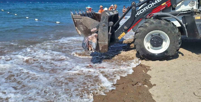 Bodrum'da ölü yunus şok etti
