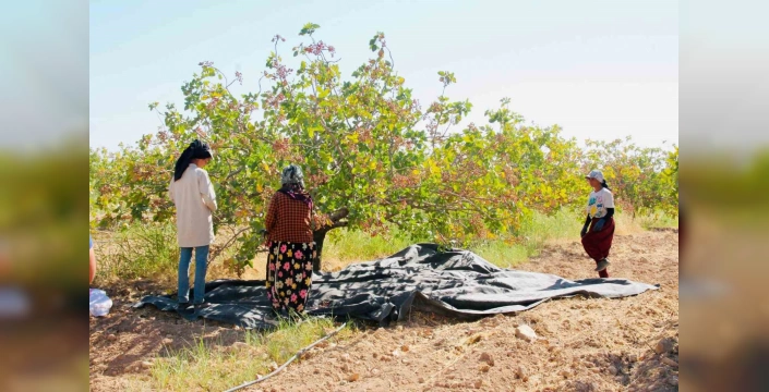 Ceylanpınar'da fıstık hasadı başladı: Kuraklık verimi etkiledi