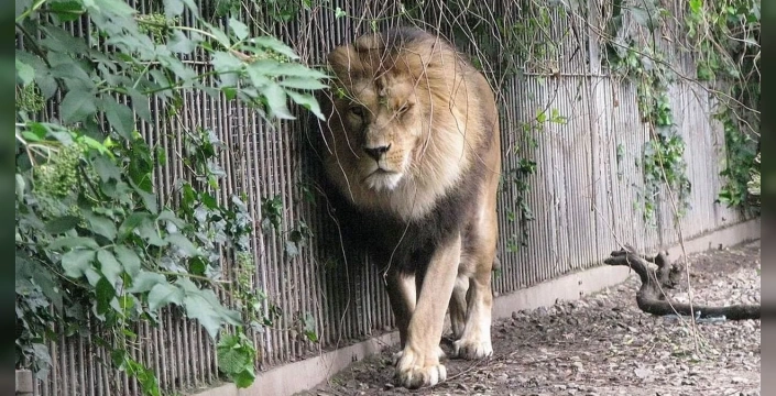 Danimarka'da tartışma yaratan karar: Hasta midilli, aslanlara yem oldu