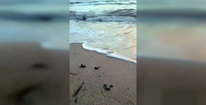 Didim'de 47 caretta caretta yavrusu denize kavuştu