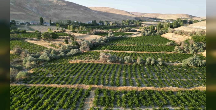 Erciş üzümünün hasadı başladı: Kilosu 50 ila 80 TL arasında