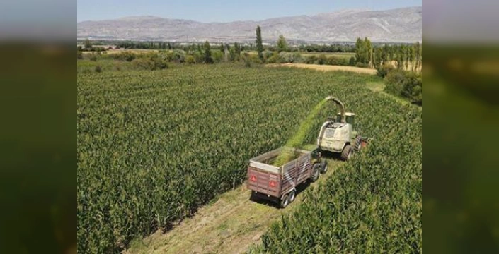 Erzincan'da silajlık mısır üretimi arttı