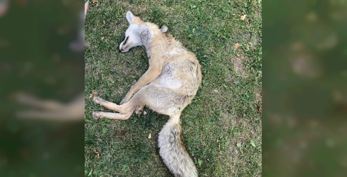 Eskişehir'de tilki vuruldu: Mahalle sakinlerinden şikayet