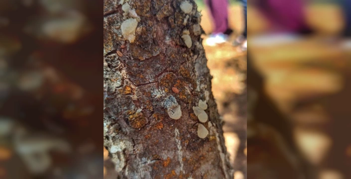 Fethiye'de sakız ağacı tarla günü: Üreticiler uzmanlardan bilgi aldı