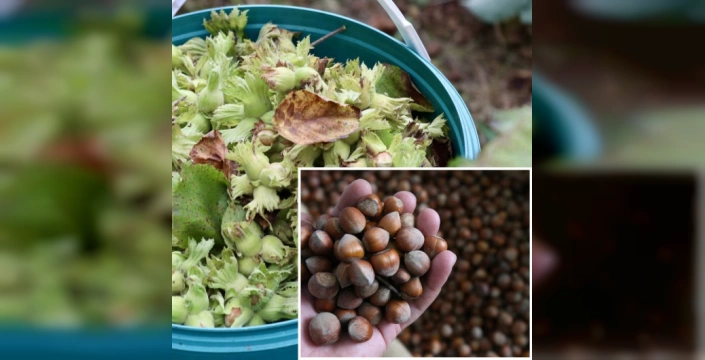 Fındık İhracatı: 7 ayda 1 milyar 347 milyon dolar