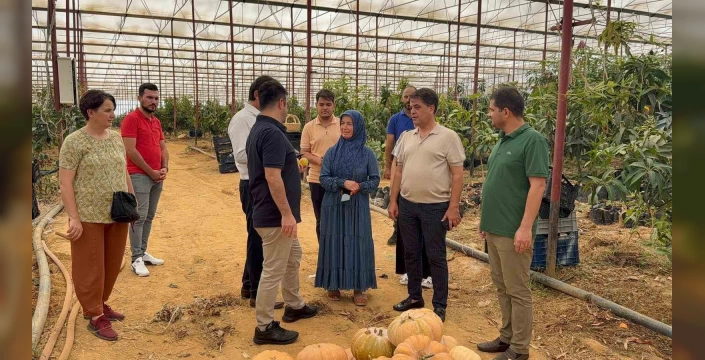 Gazipaşa'da mango hasadı başladı: Coğrafi işaret belgesi başvurusu da yapıldı