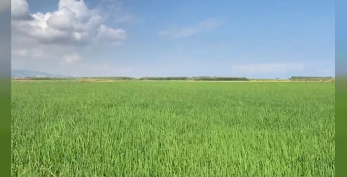 Gönen'de binlerce dönüm çeltik tarlası kurudu: Yetki karmaşası ve su sıkıntısı