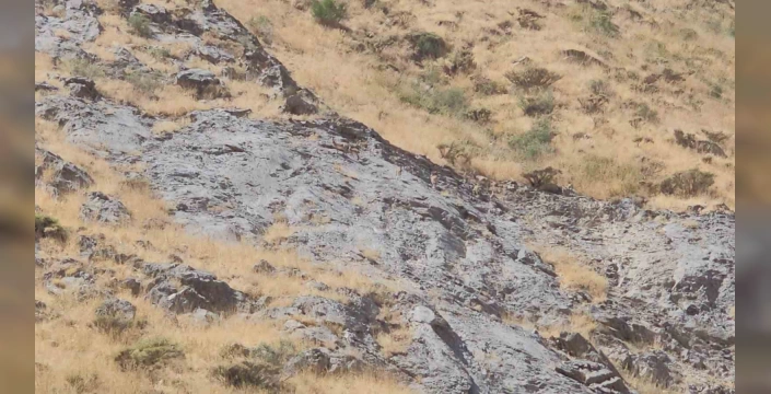 Hakkâri'de nadir dağ keçileri görüntülendi