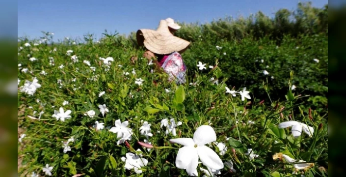 Iklim değişikliği mısır'da yasemin üretimini vurdu